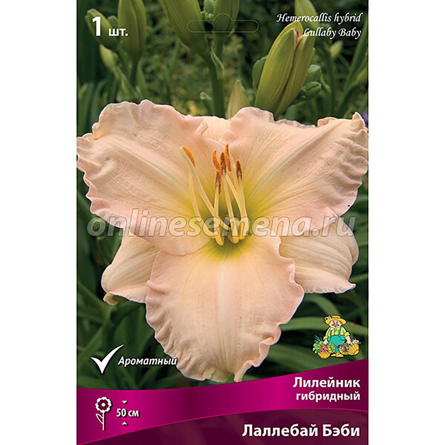 Лилейник гибридный Лаллебай Бэби/К Лилейник гибридный Лаллебай Бэби/К