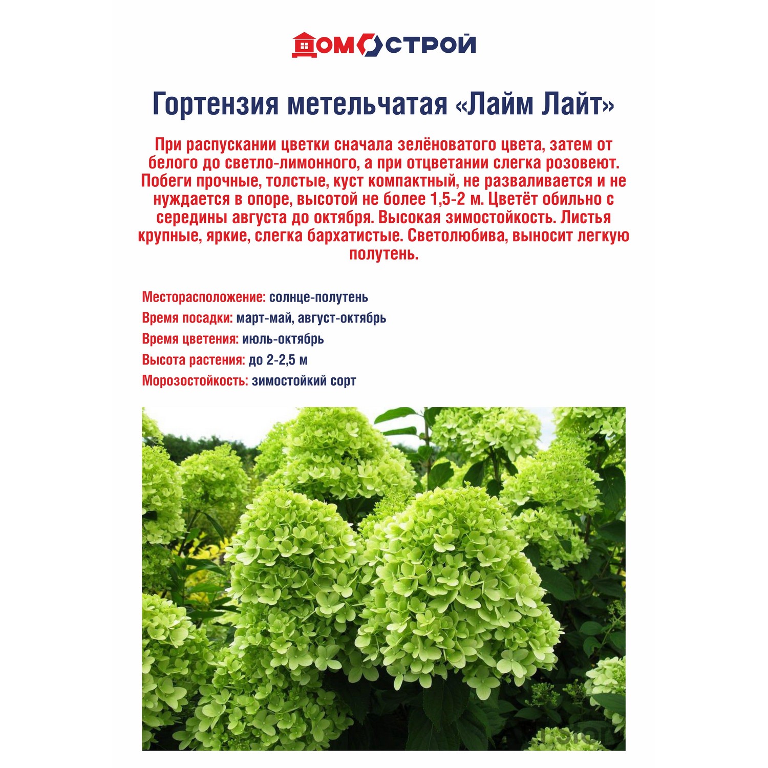 Гортензия метельчатая Лайм Лайт