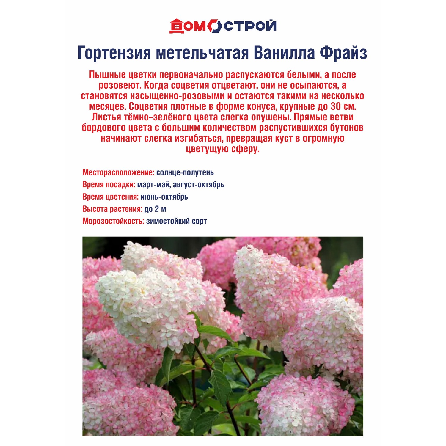 Гортензия метельчатая Ванилла Фрайз