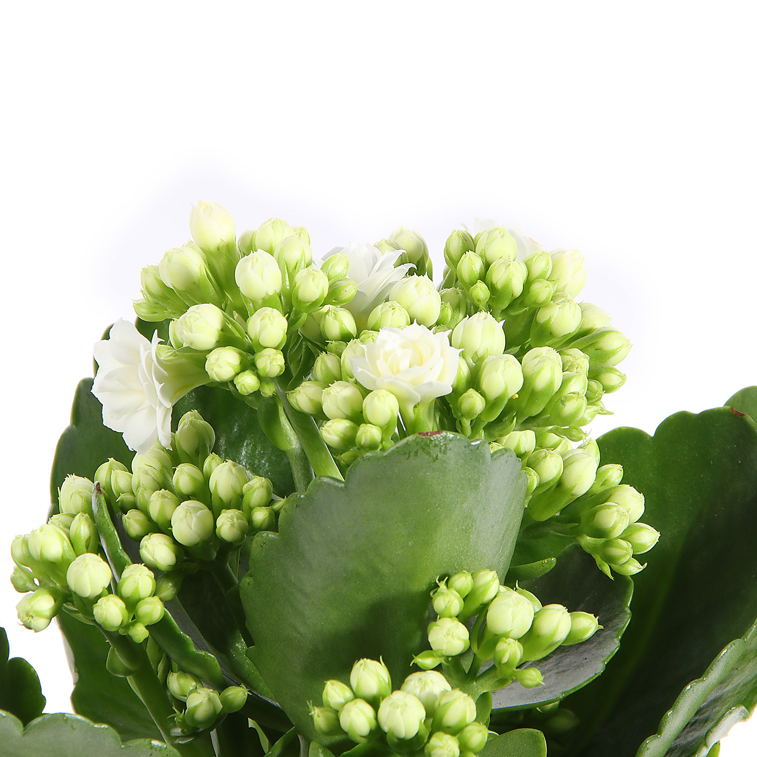 Каланхое микс D7 H15 *1/16