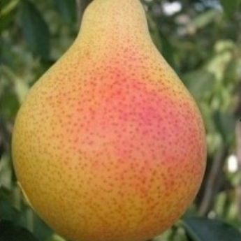 Груша Фаворитка Саженец 2 года Высота саженца   90-120см