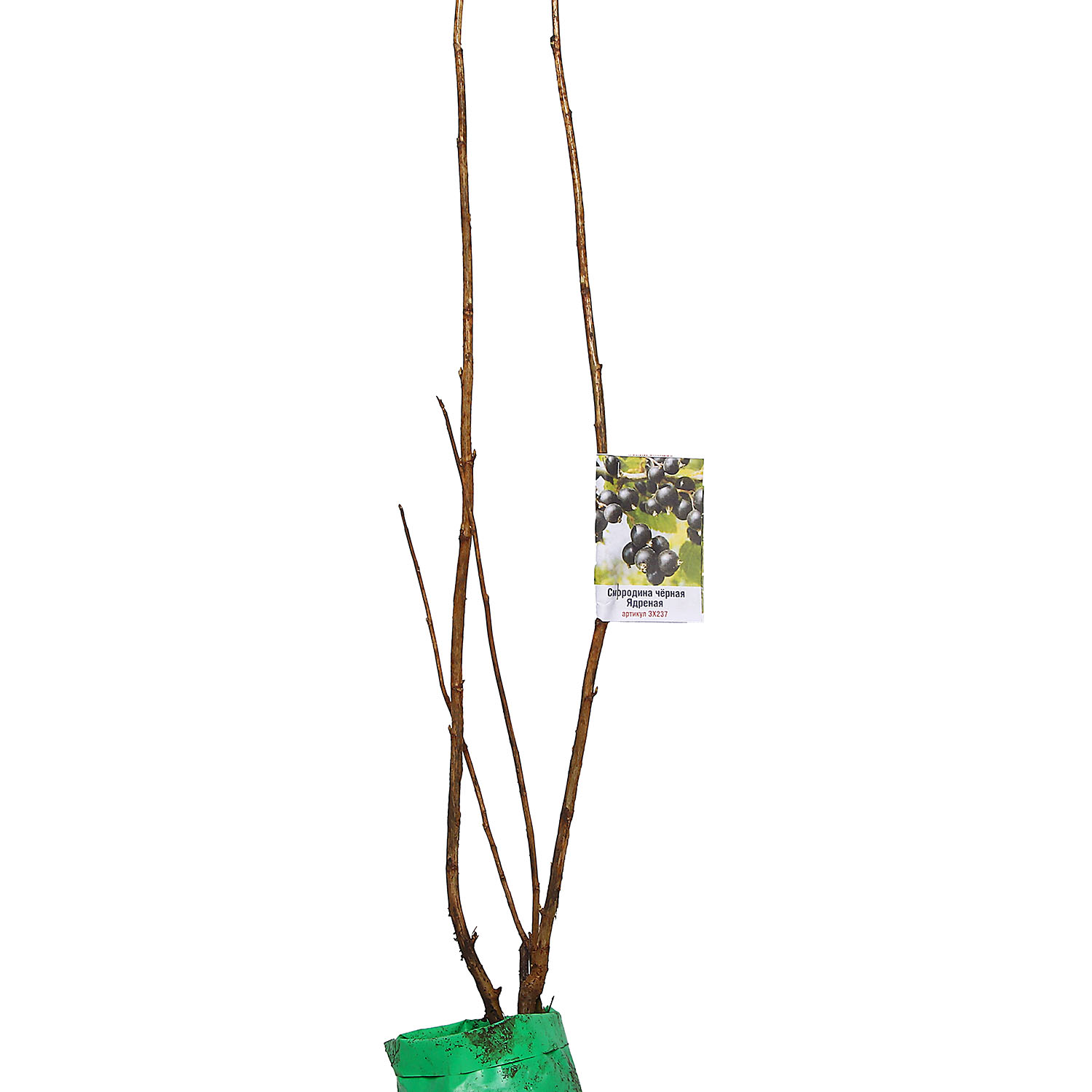 Смородина черная Ядреная Высота саженца  40-70см на кусте 2-3 ветки