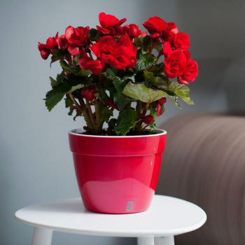 яяяКашпо пластм. "АСТИ" 2,5л Красный/Белый AST25RP/WHT ("Santino") *1/20