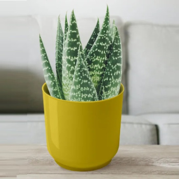 Кашпо пластм. "Дельта" 3,2л d верха 170мм h170мм со вставкой Медовый Д17-34 *1/8 Кашпо пластм. "Дельта" 3,2л d верха 170мм h170мм со вставкой Медовый Д17-34 *1/8