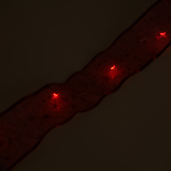 Гирлянда для дома Серпантин лента декоративная «Волшебство» 2 м, 6 см, 20 LED, на батарейках, красный