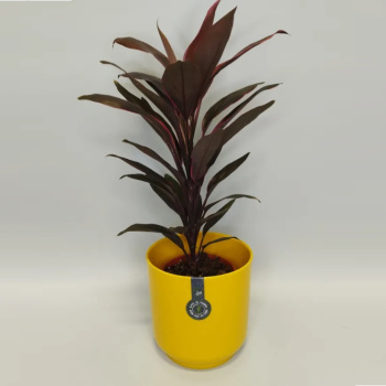 Кашпо пластм. "Дельта" 4,4л d верха 190мм h185мм со вставкой Медовый Д19-34 *1/8 Кашпо пластм. "Дельта" 4,4л d верха 190мм h185мм со вставкой Медовый Д19-34 *1/8