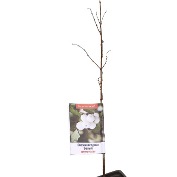 Снежноягодник