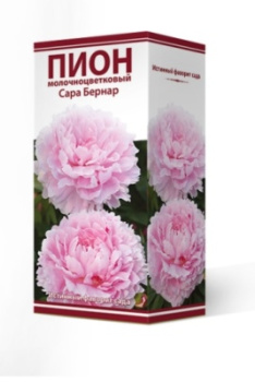 Пион молочноцветковый Сара Бернар 2-3Кор