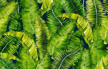 Коврик для ванной ПВХ шир. 65см х15м "V-line" Фотопечать FV33 "Папоротник" *15